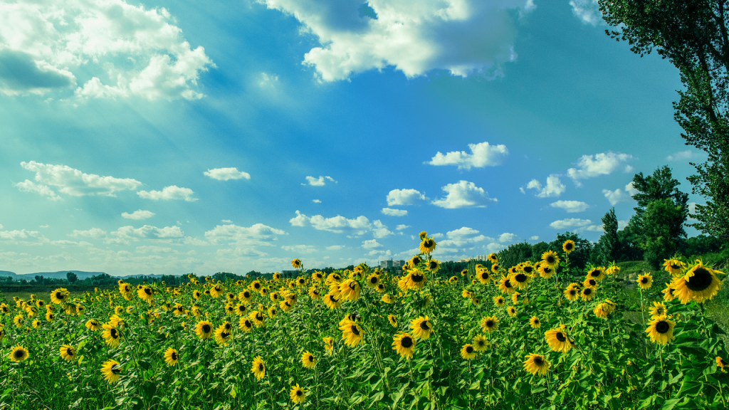 ฤดูร้อน